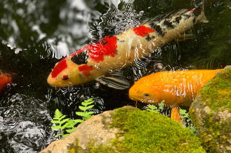 Koi Ponds Are Beautiful But Should You Build One