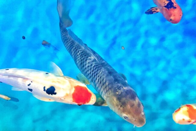 what makes koi fish so special is their beauty