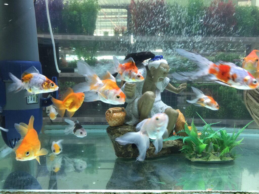 Differences between What Are The Differences Between Goldfish vs Koi vs Carp