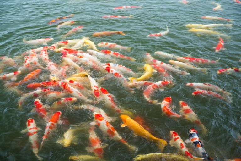 Top 6 Koi Fish Breeds You Need To Know About
