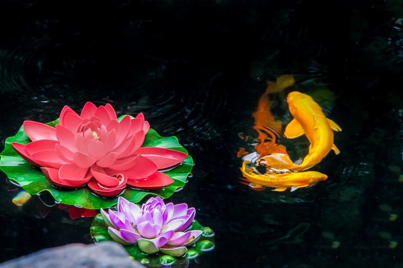 How To Care For Koi Fish Fry