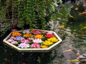 Koi fish and flowers in a pond