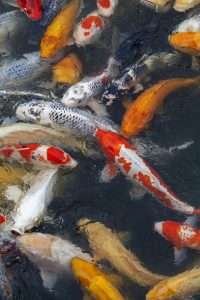 Many multicolored Koi fish swimming in pond