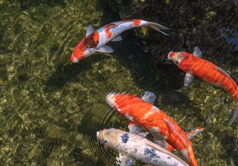 5 Astonishing Facts About Koi Fish