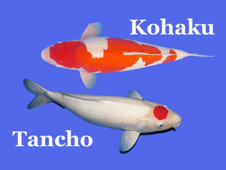 Why the Kohaku is Popular